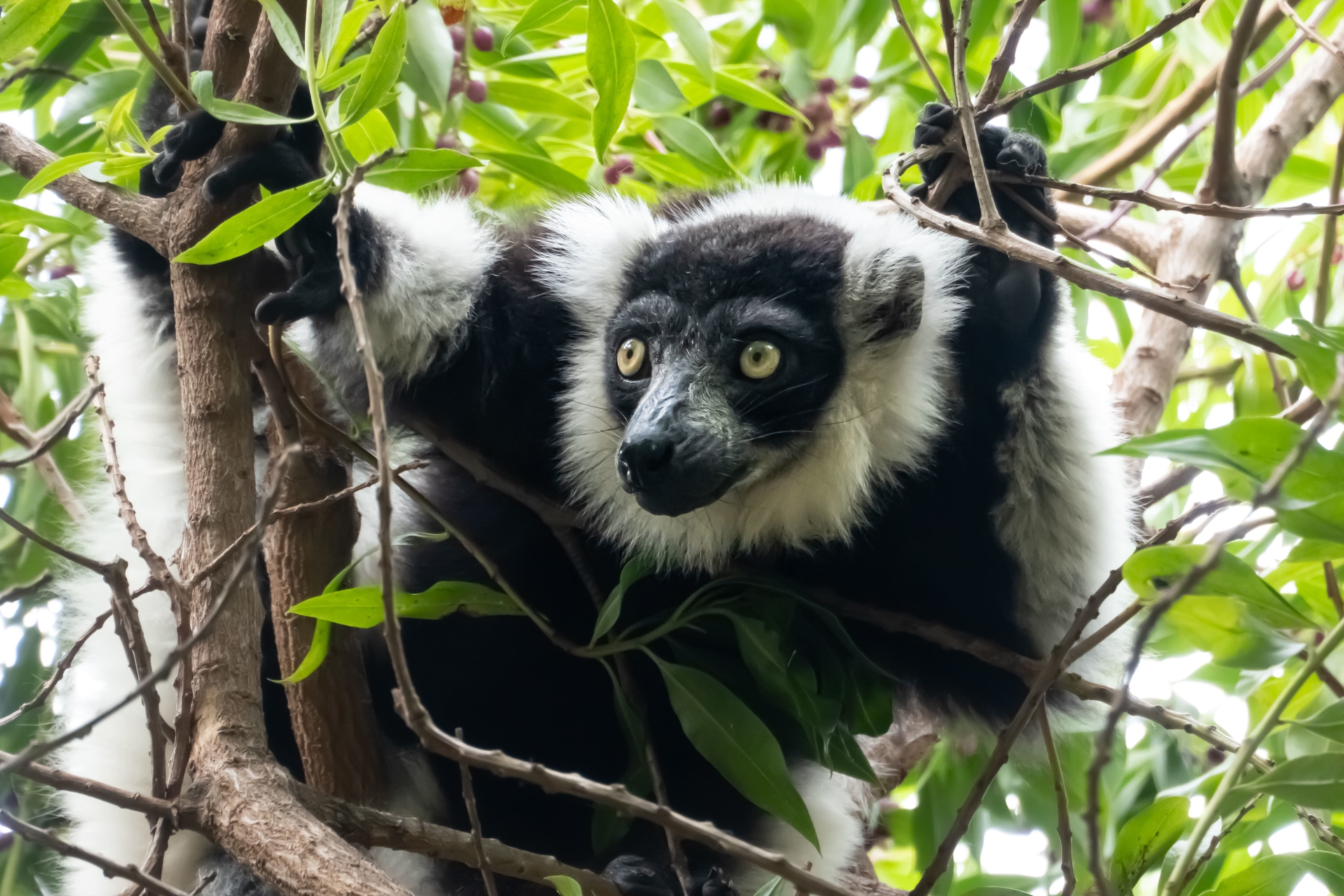 leumurien-foret-madagascar