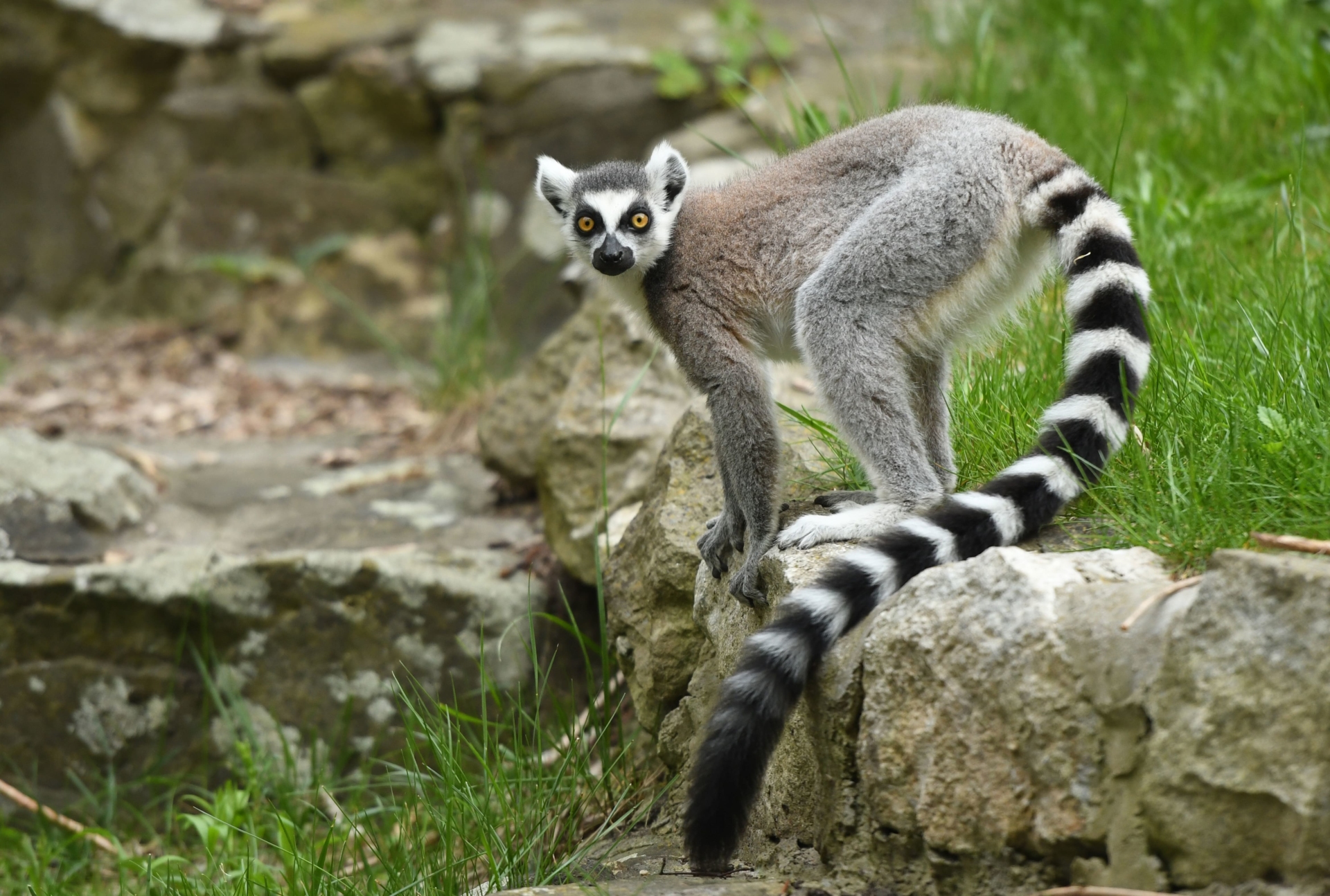 lemurien-madagascar