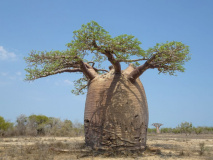 Baobab à Morombe