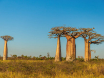 Baobabs