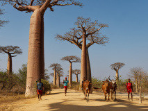 Baobabs