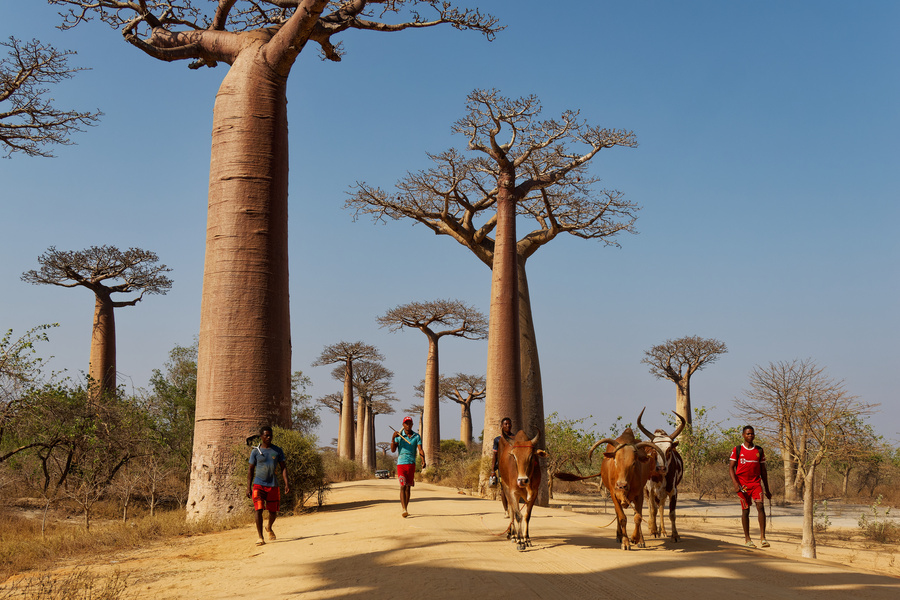 Baobabs