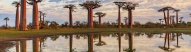 baobas-madagascar