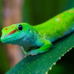 Madagascar, entre faune et flore