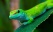 gueko-biodiversite-madagascar