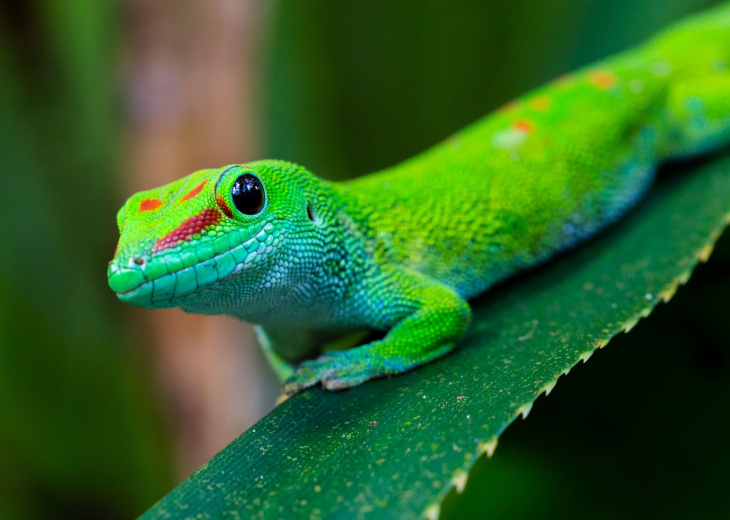 gueko-biodiversite-madagascar