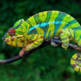 Caméleon-vert-bleur-nature-madagascar