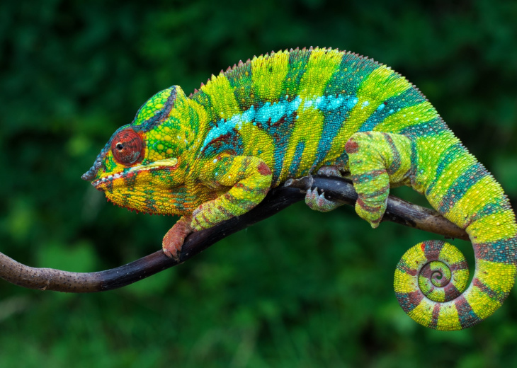 Caméleon-vert-bleur-nature-madagascar