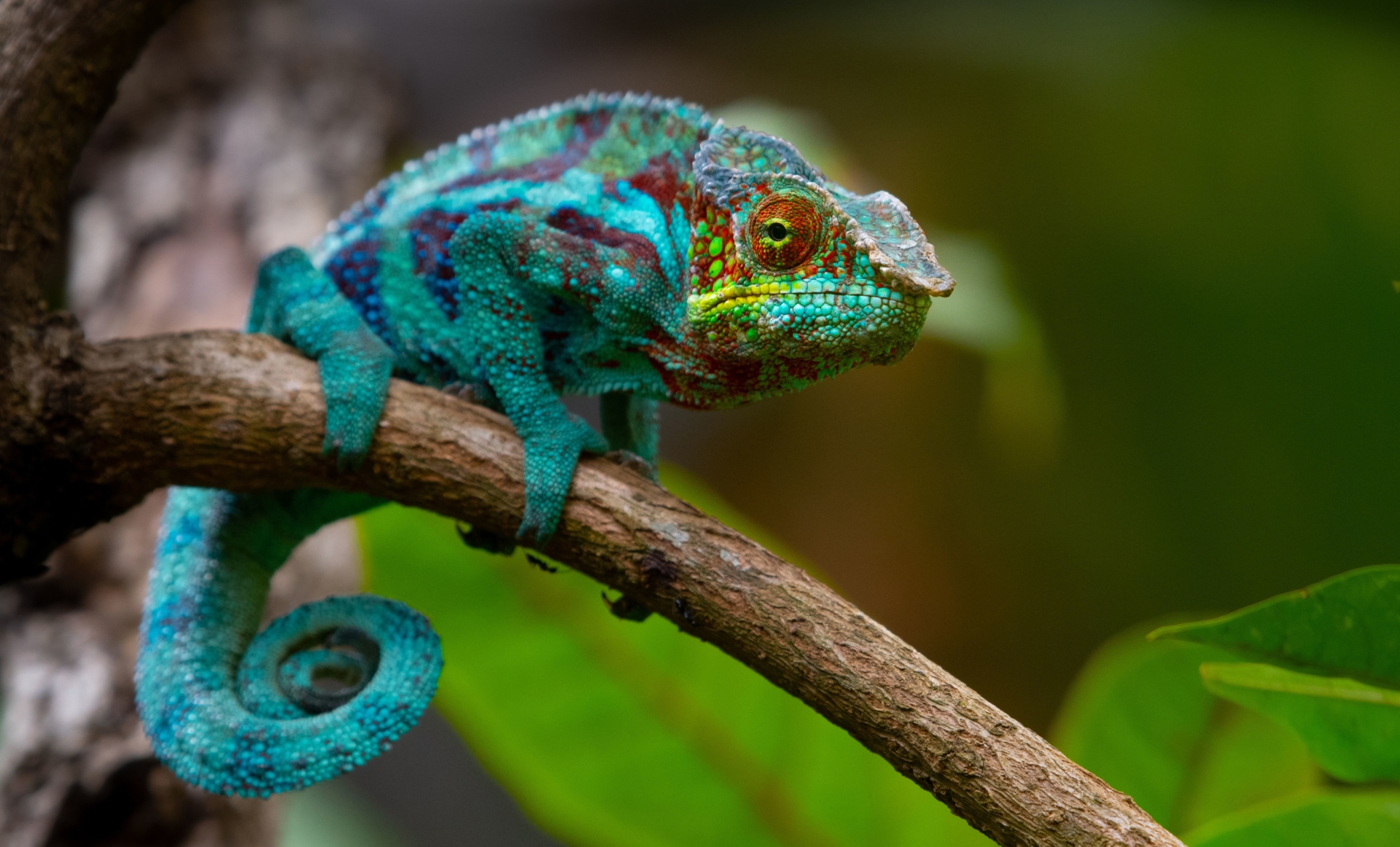 cameleon-bleu-vert
