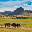 isalo-parc-naturel-zebus-charette