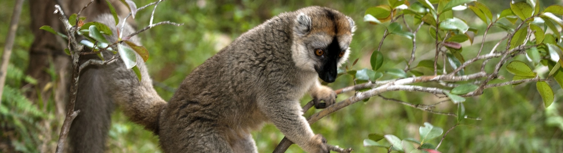 foret-lemurien-madagascar
