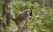 foret-lemurien-madagascar
