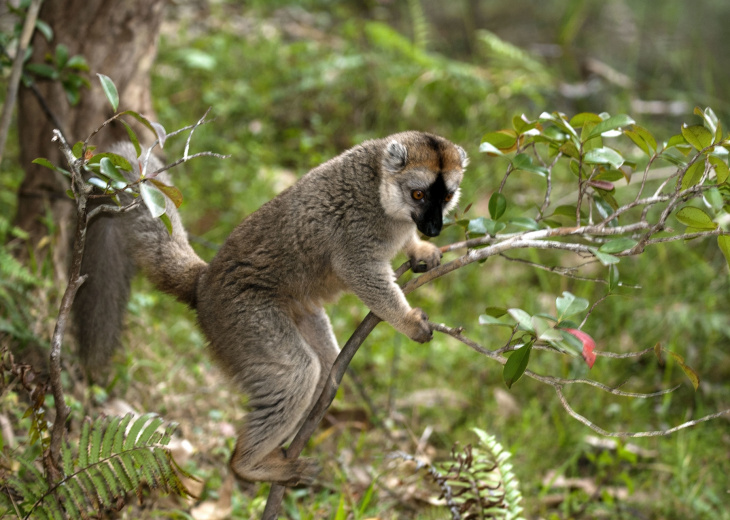 foret-lemurien-madagascar