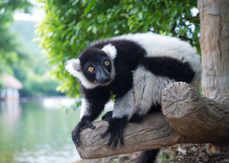 lemurien-andasibe-nature