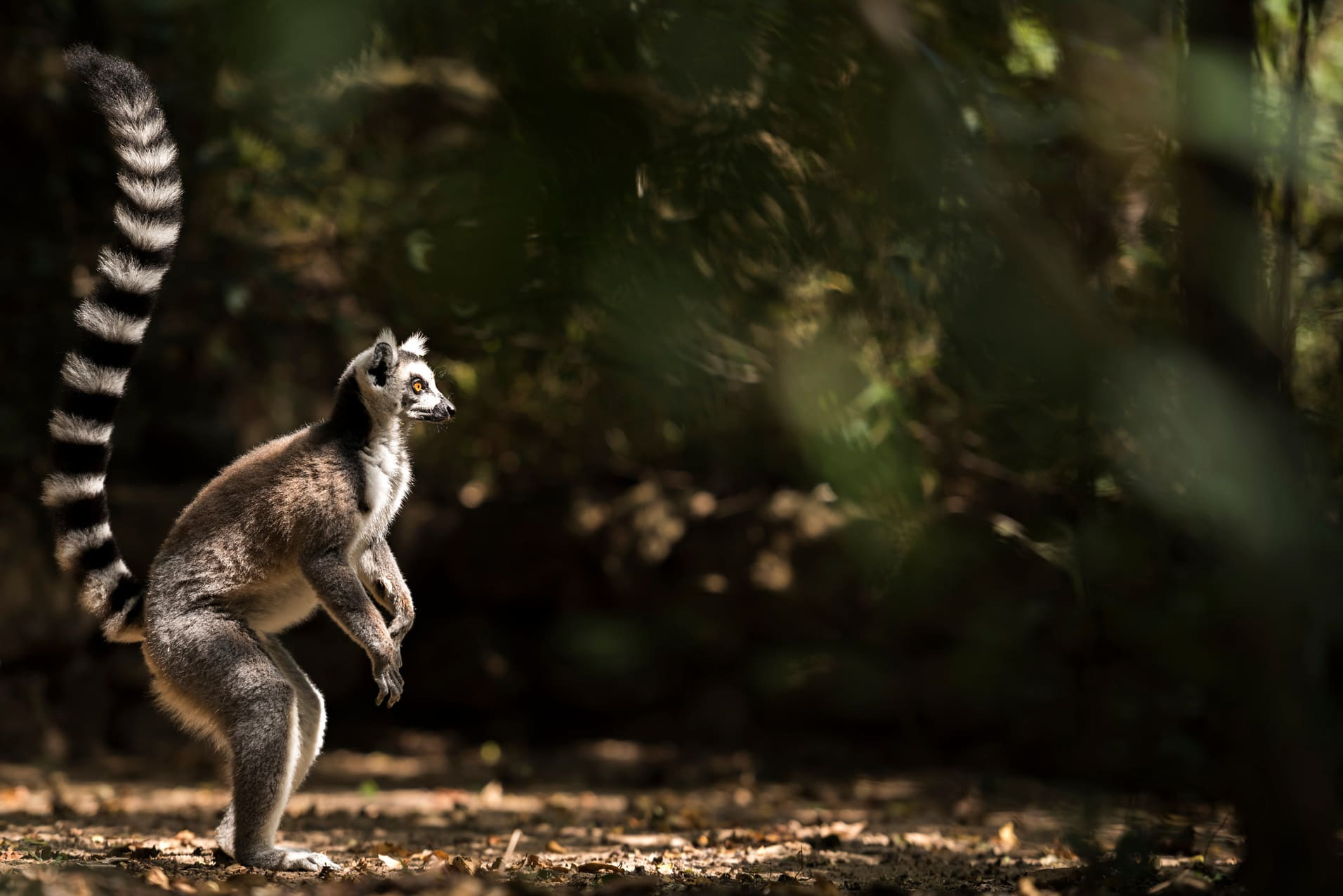 lemurien-isalo-madagascar