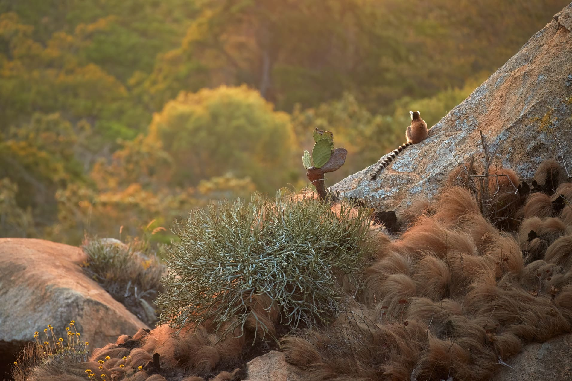 lemurien-reserve-anja-madagascar
