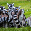 lemuriens-madagascar