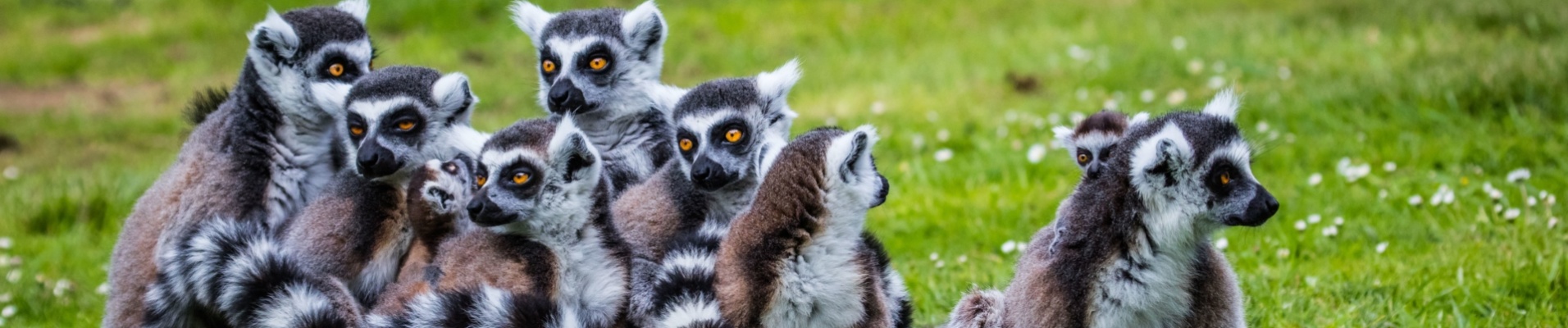 lemuriens-madagascar