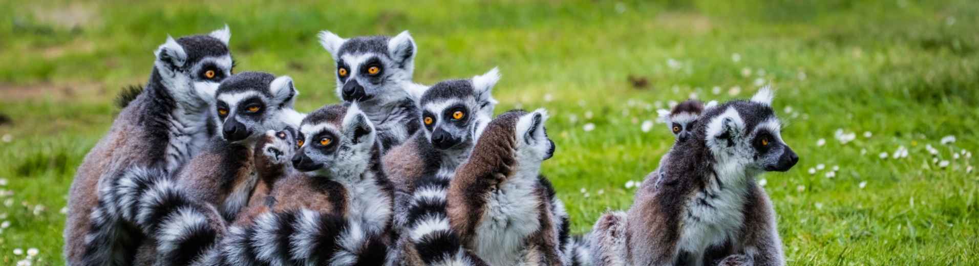 lemuriens-madagascar