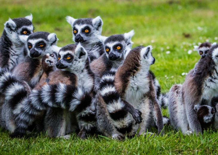 lemuriens-madagascar