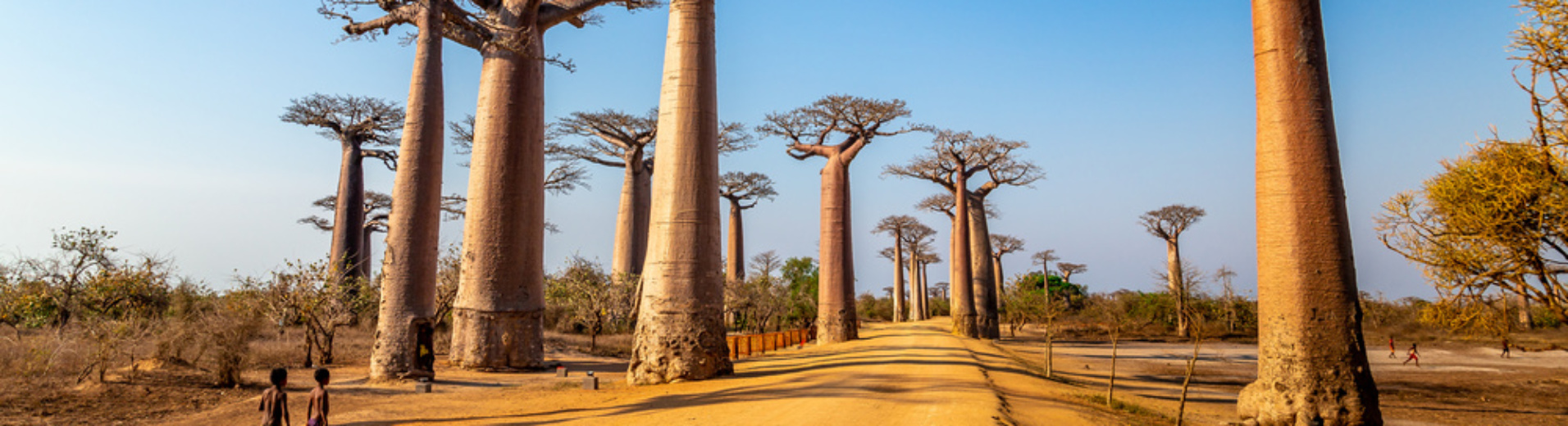 allee-de-baobabs-morondova