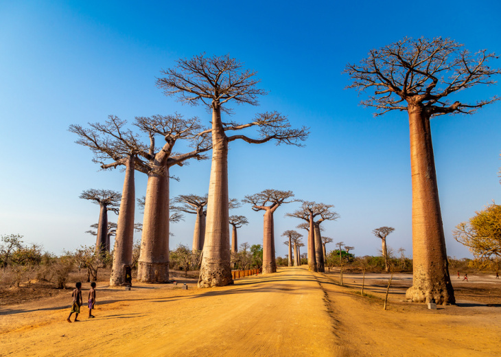 allee-de-baobabs-morondova