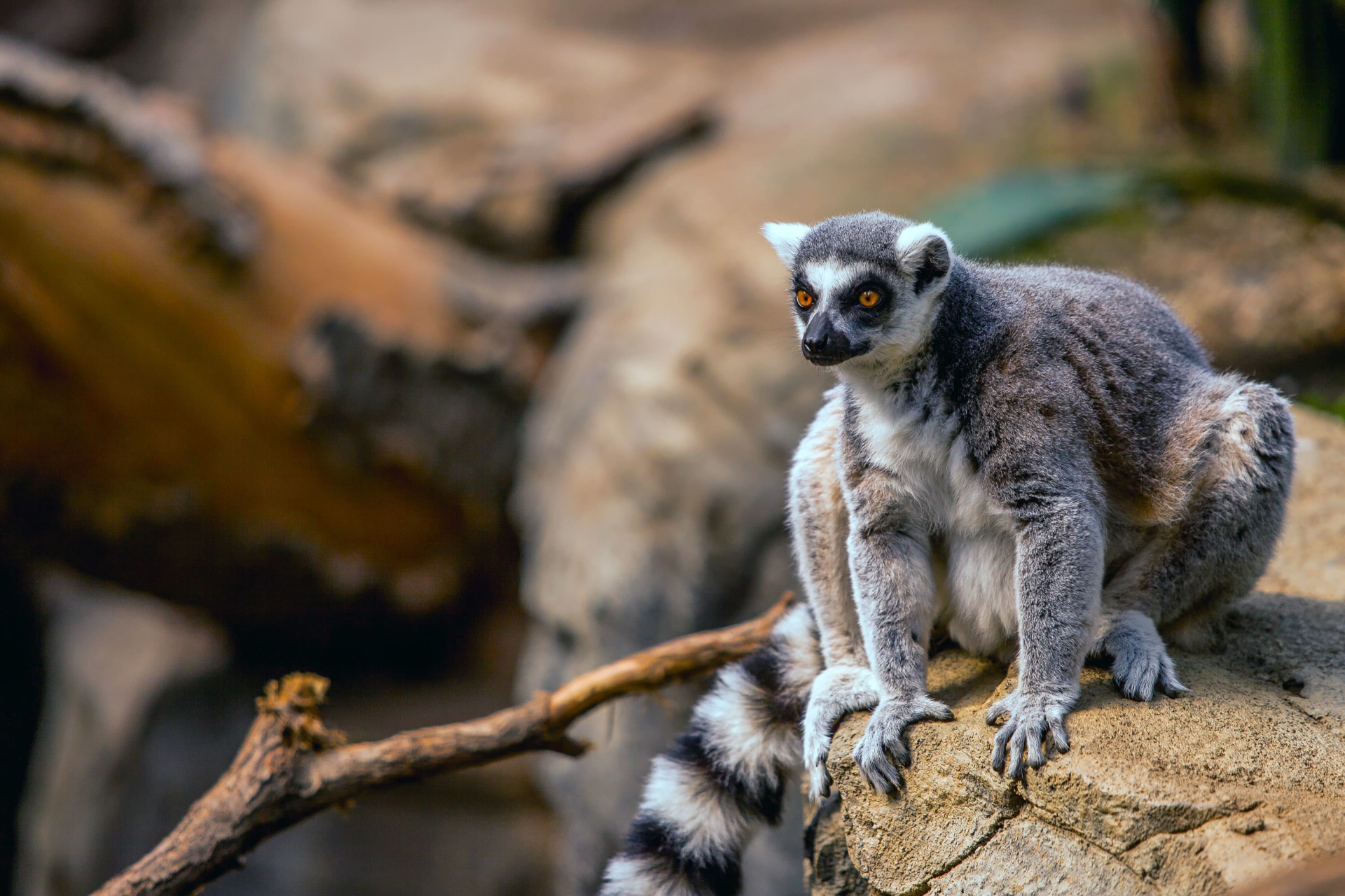 lémurien-madagasacar