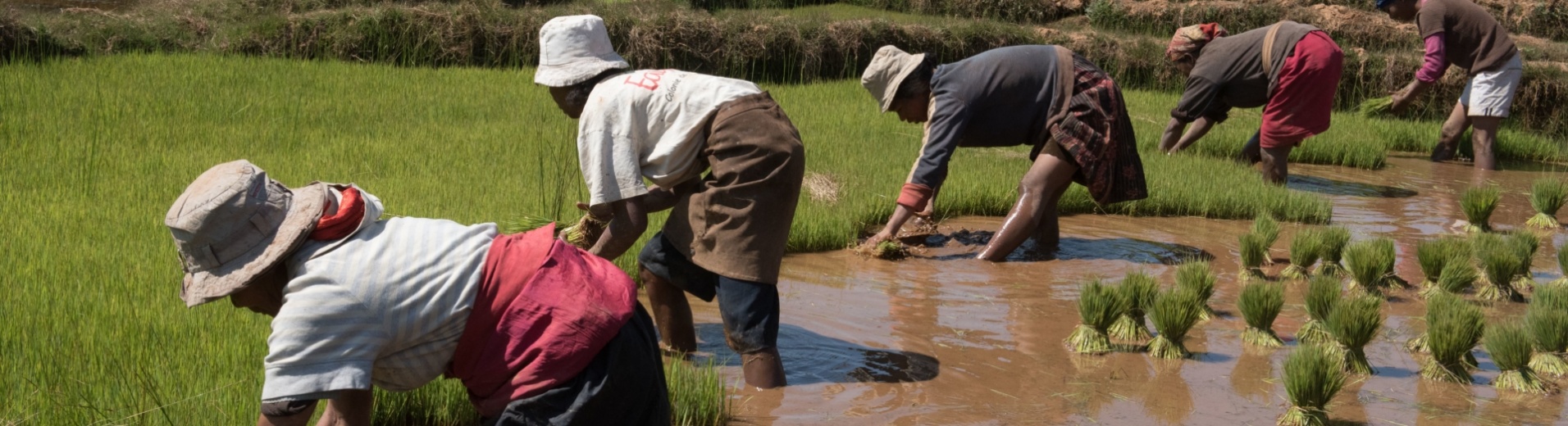 rizieres-madagascar