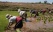 rizieres-madagascar