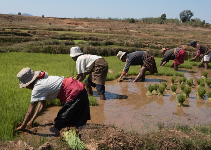 rizieres-madagascar