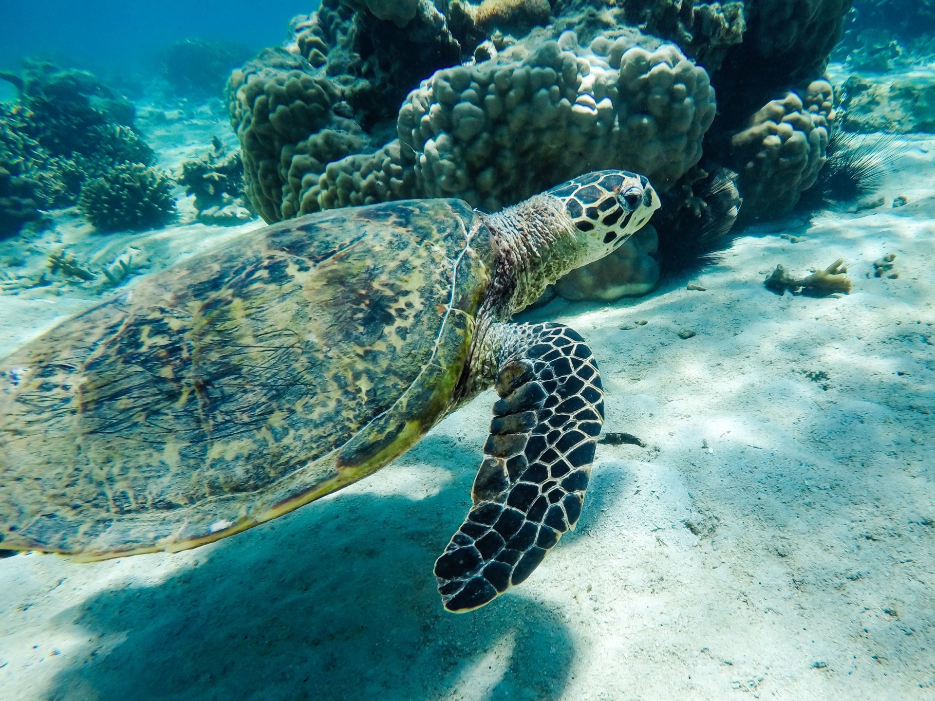 tortue-plongée-sous-marine