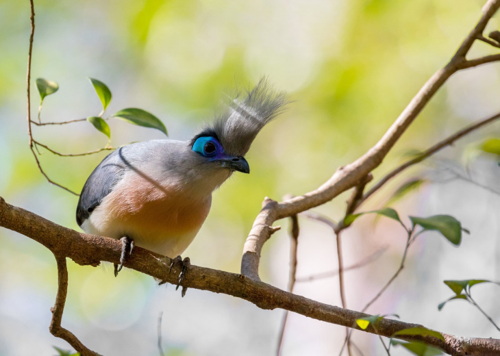 oiseau-madagascar