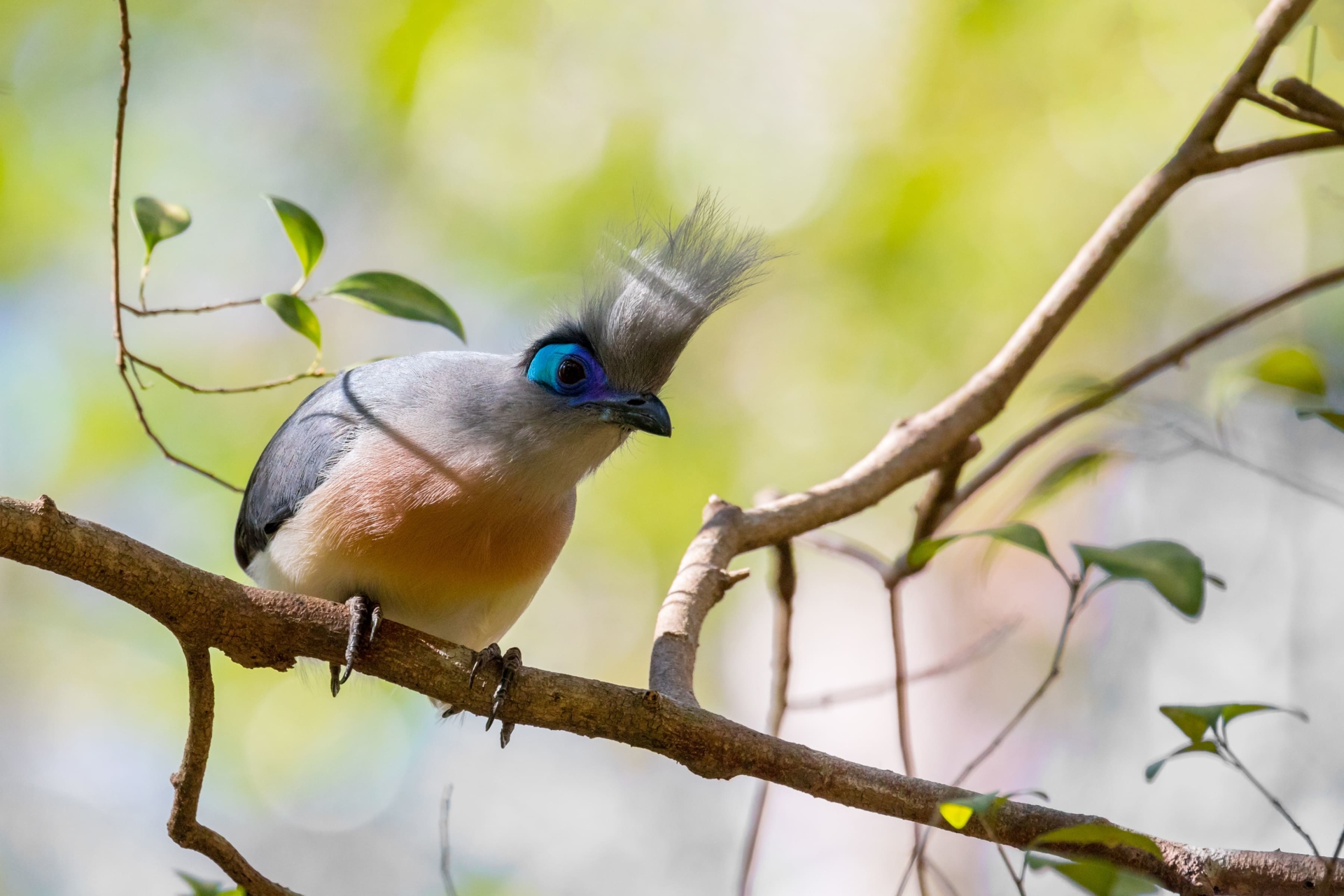 oiseau-madagascar