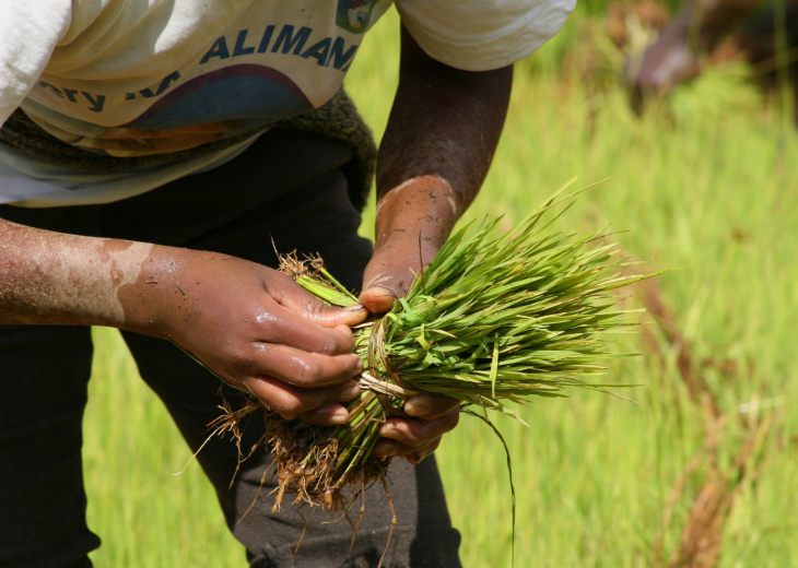 recolte-rizieres-madagascar