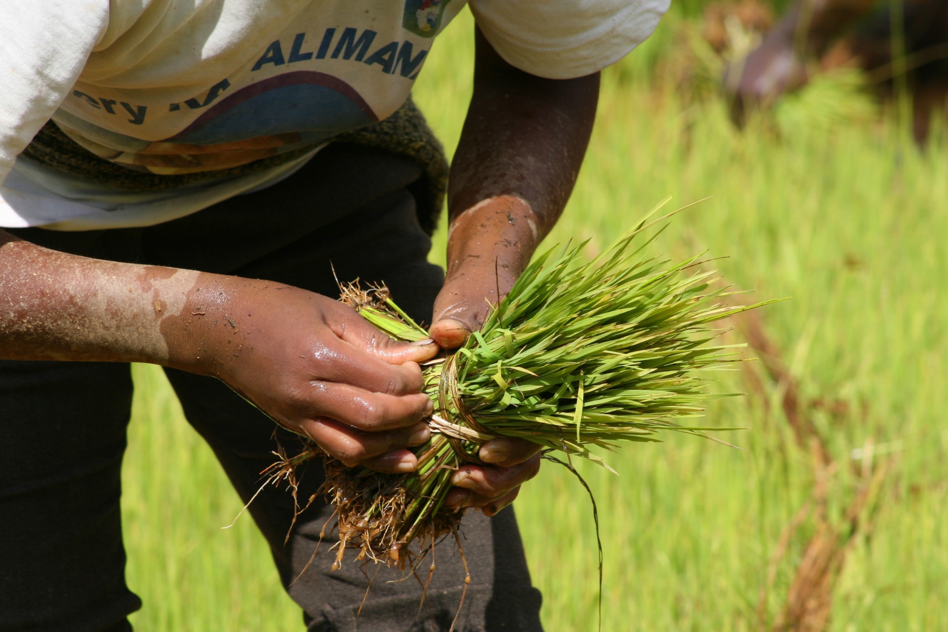 recolte-rizieres-madagascar