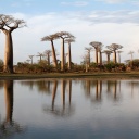 Allée des baobabs, Madagascar