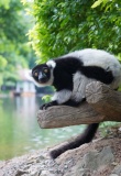 andasibe-lemurien-parc-naturel