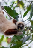 lemurien-arbre-parc-naturel