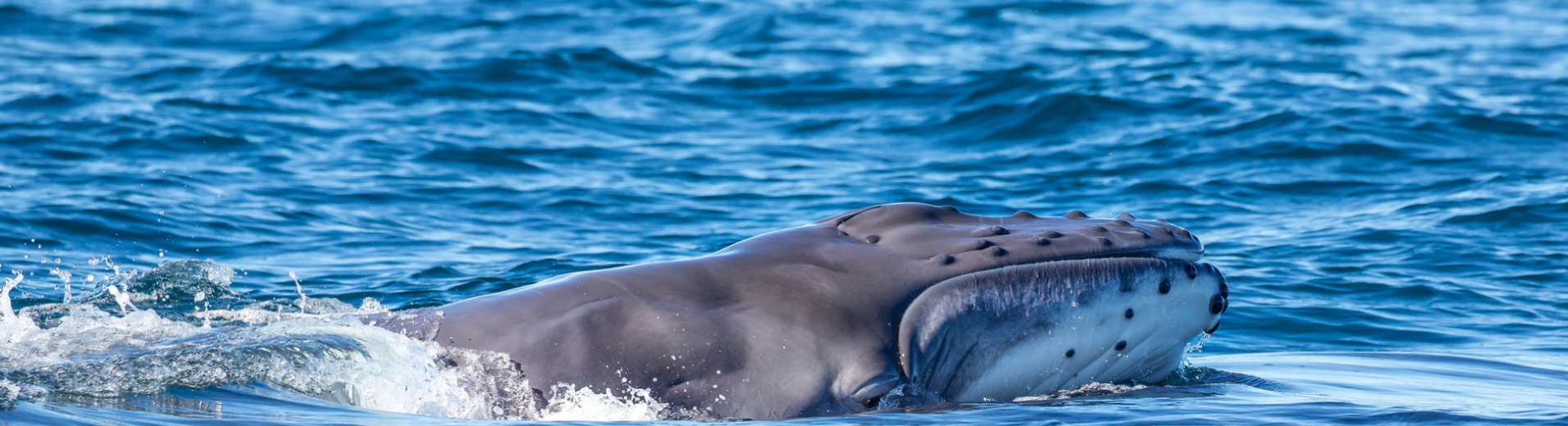 baleine-a-anakao-madagascar