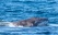 baleine-a-anakao-madagascar