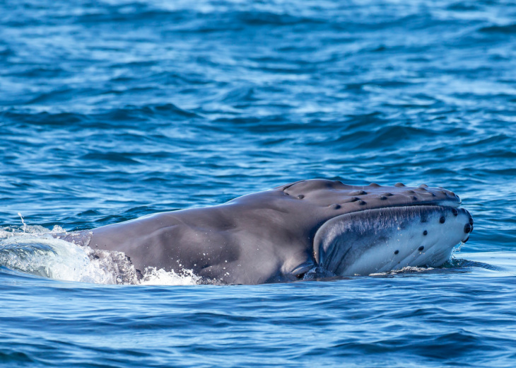 baleine-a-anakao-madagascar