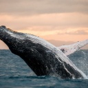 Baleine à Madagascar