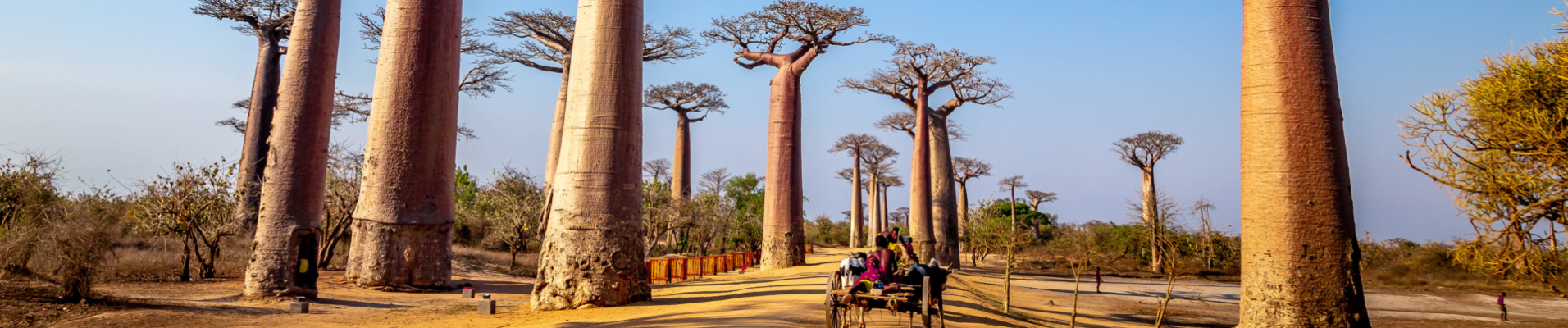 alle-de-baobabs-ciel-bleu