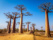 alle-de-baobabs-ciel-bleu