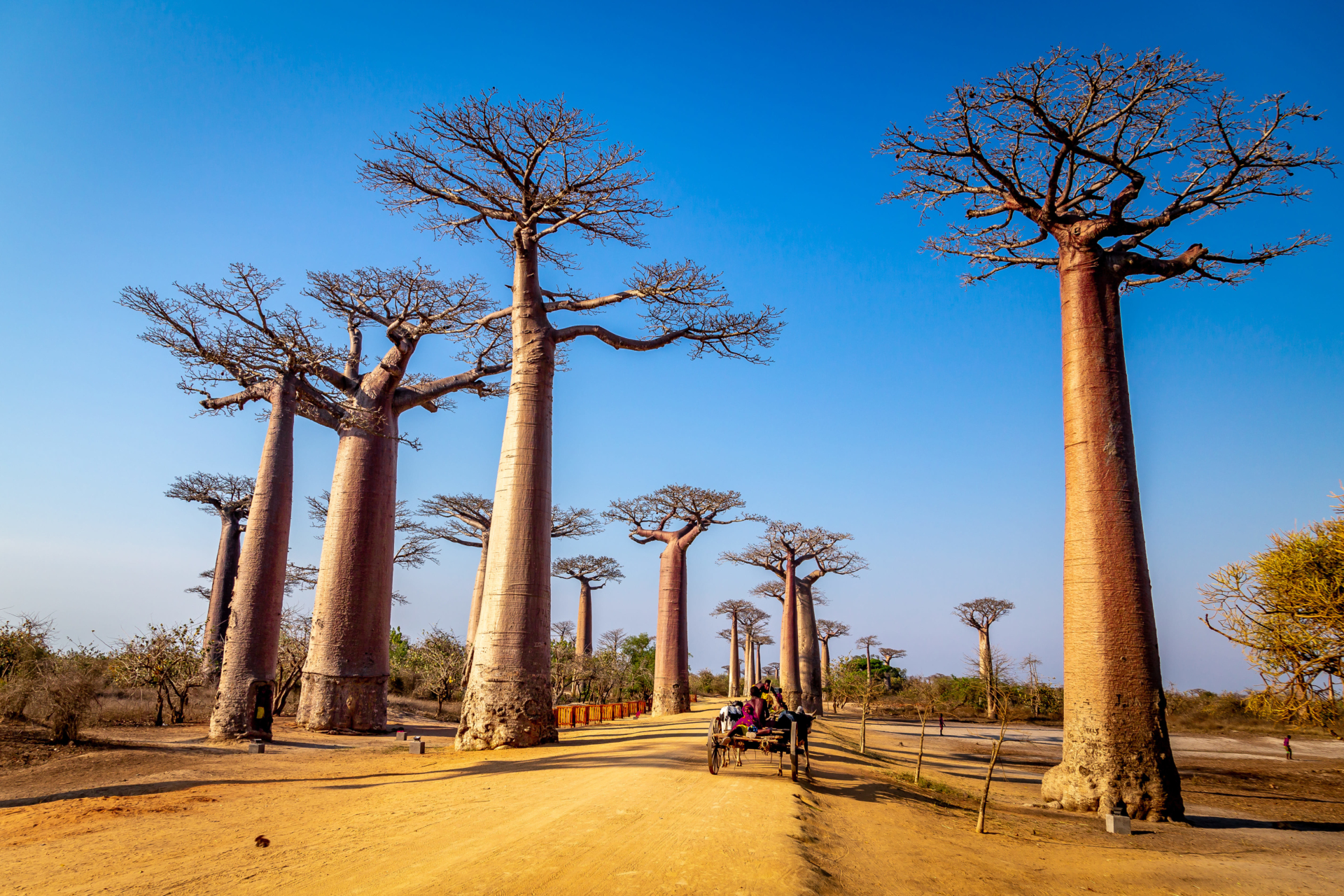 alle-de-baobabs-ciel-bleu