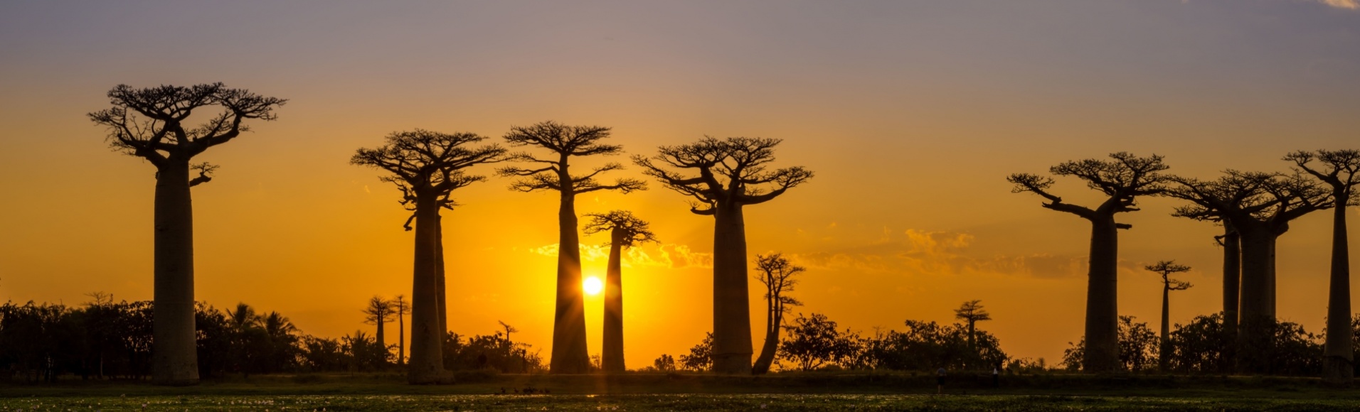 baobabs-couché-de-soleil