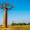 Baobab, Morondava, Madagascar