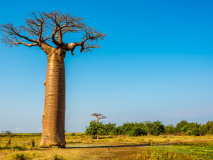 Baobab, Morondava, Madagascar