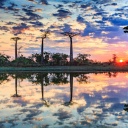 Baobabs, coucher du soleil, Madagascar