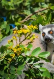 lémurien-madagascar-nature